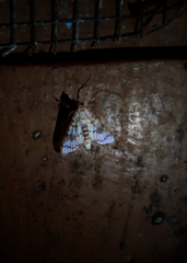 Hileithia magualis