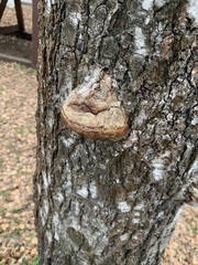Fomes fomentarius