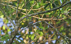 Chlorospingus flavigularis