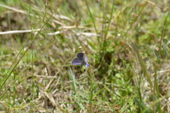 Eicochrysops messapus