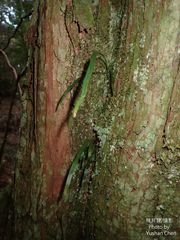 Haplopteris flexuosa