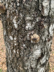 Fomes fomentarius