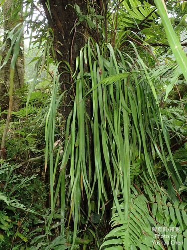 Haplopteris elongata