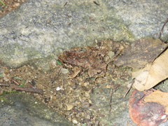 Physalaemus signifer