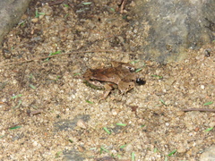 Physalaemus signifer
