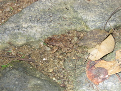 Physalaemus signifer