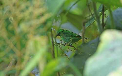 Orange-eared Tanager (Chlorochrysa calliparaea), photo 8