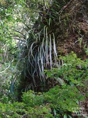 Haplopteris flexuosa