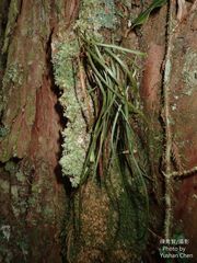 Haplopteris flexuosa