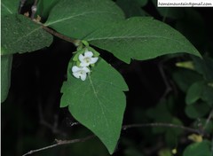 Zabelia biflora
