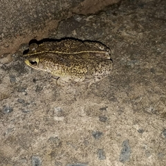 Rhinella mirandaribeiroi