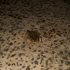 Rhinella mirandaribeiroi