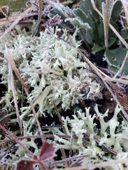 Cladonia dimorphoclada