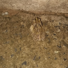 Rhinella mirandaribeiroi