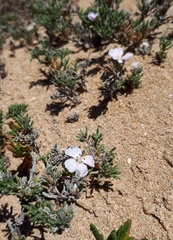 Frankenia pauciflora