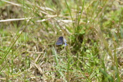 Eicochrysops messapus