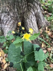 Sonchus oleraceus