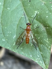 Athericidae