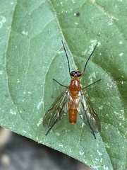 Athericidae