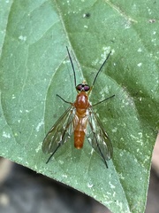 Athericidae