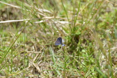 Eicochrysops messapus