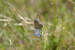 Eicochrysops messapus