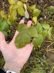 Rubus idaeus