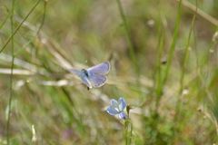 Eicochrysops messapus