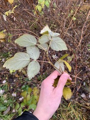 Rubus idaeus