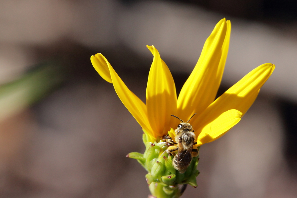 callandrena-from-jackson-county-ms-usa-on-november-1-2021-at-02-34