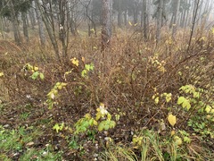 Rubus idaeus
