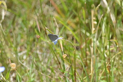 Eicochrysops messapus