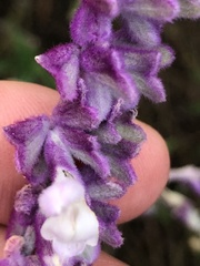 Salvia leucantha