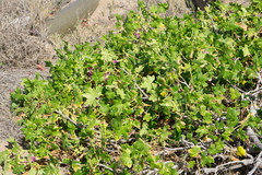 Malva assurgentiflora glabra
