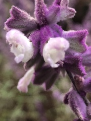 Salvia leucantha
