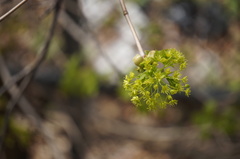 Acer platanoides