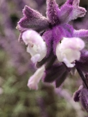 Salvia leucantha