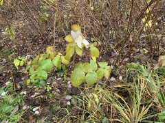 Rubus idaeus