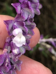 Salvia leucantha