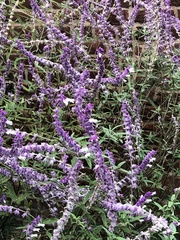 Salvia leucantha