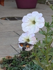 Macroglossum stellatarum