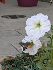 Macroglossum stellatarum