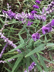 Salvia leucantha