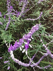 Salvia leucantha