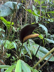 Anthurium atramentarium