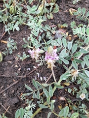Indigofera lespedezioides