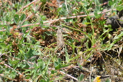 Nomophila noctuella