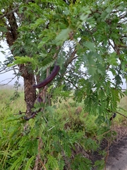 Vachellia albicorticata