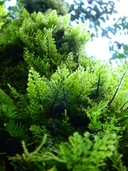 Polyphlebium diaphanum