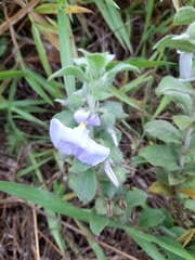 Pombalia calceolaria